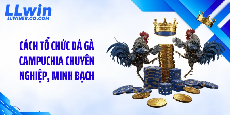 Cách tổ chức đá gà Campuchia chuyên nghiệp, minh bạch