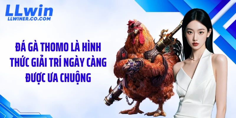 Đá gà Thomo là hình thức giải trí ngày càng được ưa chuộng