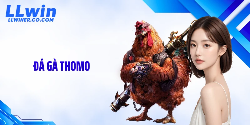 Đá Gà Thomo: Hé Lộ Trận Đấu Đỉnh Cao Ít Người Biết