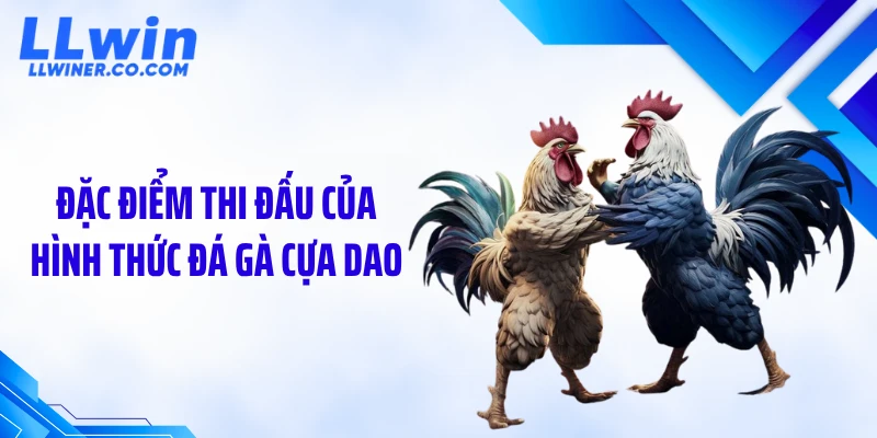 Đặc điểm thi đấu của hình thức đá gà cựa dao