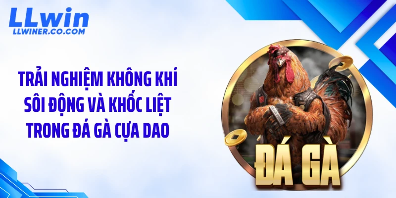 Trải nghiệm không khí sôi động và khốc liệt trong đá gà cựa dao